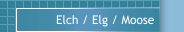 Elch / Elg / Moose